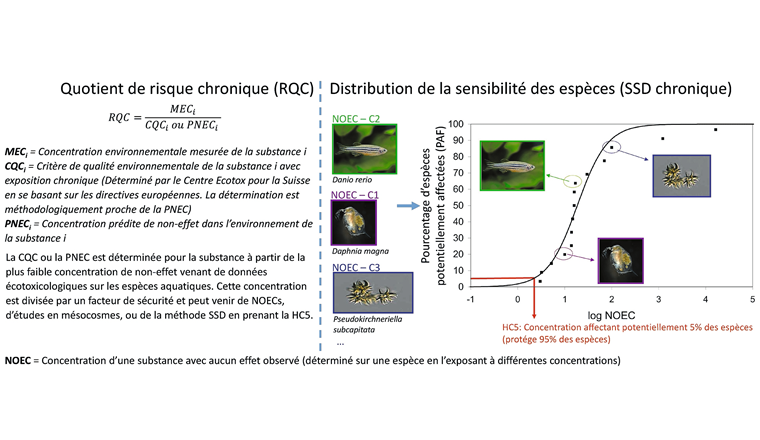 Fig. 2 Représentation simplifiée des méthodes d’évaluation du risque chronique (RQC et SSD) pour le milieu aquatique. Le CQC est équivalant à la NQE (norme de qualité environnementale) de l’UE, en étant basé sur la même méthodologie. Pour une SSD, les concentrations de non effet de différentes espèces sont classées par ordre décroissant de sensibilité et une courbe statistique cumulée (log-normale) est calée sur les données. La HC5 équivaut à la concentration affectant potentiellement 5% des espèces, considérée comme critique pour l’écosystème.