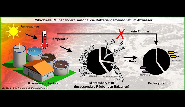 Die Temperatur beeinflusst nicht die Gemeinschaft der Bakterien, wohl aber die ihrer Räuber. Folglich beeinflusst die Gemeinschaft der Räuber dann die Gemeinschaft der Bakterien und vermutlich die Effizienz der Wasseraufbereitung. (© N. Heck, J. Freudenthal, K. Dumack)