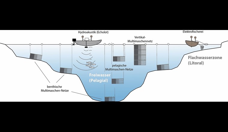 Fig. 3 SeeWandel-Teilprojekt L12, schematische Darstellung der Methoden zur seeweiten Erfassung der Fischbestände: Netzfischerei in verschiedenen Tiefen im freien Wasser (pelagisch) und in Bereichen mit räumlicher Nähe zum flachen und tiefen Seegrund (benthisch); Multimaschennetze, um verschiedene Fischgrössen am selben Ort erfassen zu können; Elektrofischerei in ufernahen Bereichen; Erfassung von Fischen bzw. Fischschwärmen mit dem Echolot im Freiwasser.