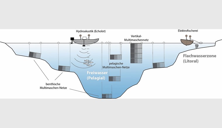 Fig. 3 SeeWandel-Teilprojekt L12, schematische Darstellung der Methoden zur seeweiten Erfassung der Fischbestände: Netzfischerei in verschiedenen Tiefen im freien Wasser (pelagisch) und in Bereichen mit räumlicher Nähe zum flachen und tiefen Seegrund (benthisch); Multimaschennetze, um verschiedene Fischgrössen am selben Ort erfassen zu können; Elektrofischerei in ufernahen Bereichen; Erfassung von Fischen bzw. Fischschwärmen mit dem Echolot im Freiwasser.