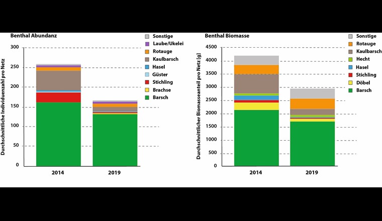 Fig. 4 Durchschnittlicher in den Netzen gefangener Einheitsfang pro Netz, dargestellt als Abundanz (links) und Biomasse (rechts) nach Fischarten in den Jahren 2014 und 2019;  in der Bodenzone (Benthal) des Bodensee-Obersees.(Figur nach [11, 12]).