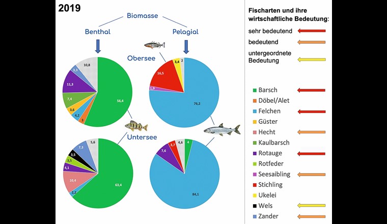 Fig. 6 Prozentuale Anteile der Arten an der Fischbiomasse in Seegrundnähe (Benthal) und im Freiwasser (Pelagial) von Bodensee-Obersee und -Untersee 2019 [11, 12].