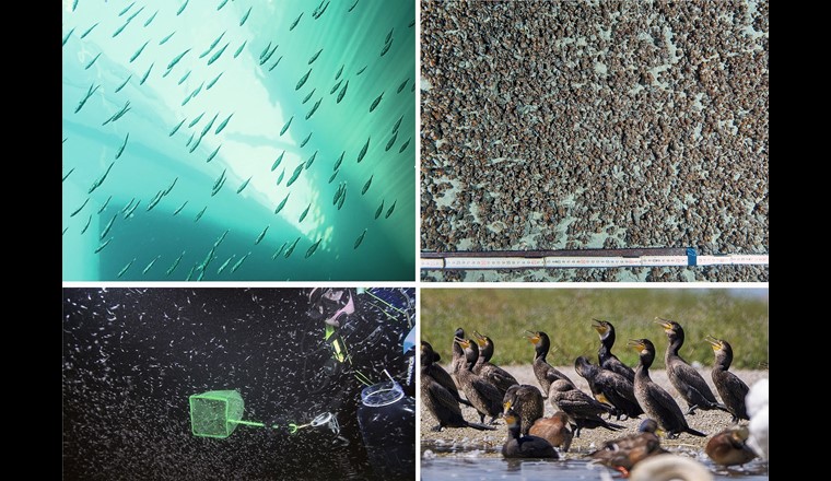 Fig. 7 Das invasive Massenvorkommen gebietsfremder Stichlinge (A) im Freiwasser des Bodensees und neozoischer Quaggamuscheln (B) auf dem Seeboden bis in 250 m Tiefe haben die Nährstoffsituation weiter verschärft und die Nahrungsgrundlage für angestammte Bodenseefische verändert. Dagegen zeigen die ebenfalls neozoischen Schwebegarnelen (C) keinen bekannten negativen Einfluss auf die Fischbiozönose. (D) Kormorane entnehmen dem See und den Gewässern des Hinterlandes derzeit rund 450 t Fisch/Jahr. (Fotos: © Hansen (A, B, D), Hydra (C))