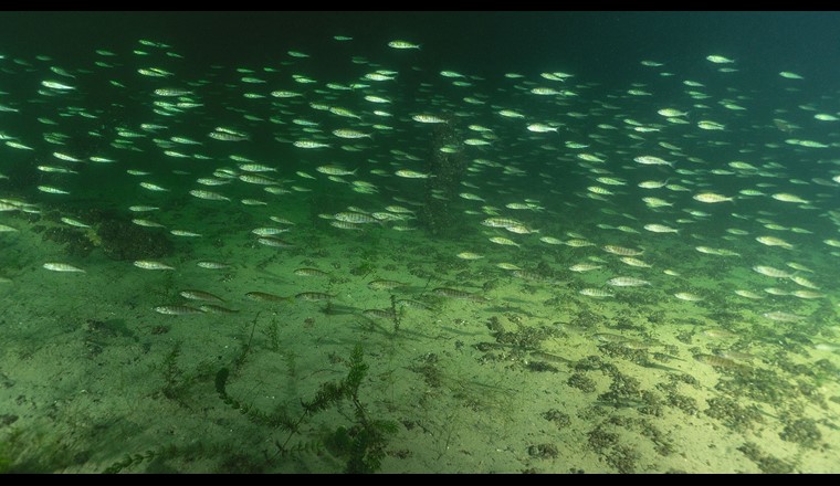 SeeWandel-Projekte zeigen komplexe Zusammenhänge zwischen Wirkfaktoren und Fischbestand. (© Robert Hansen)