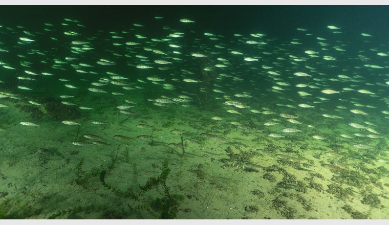 SeeWandel-Projekte zeigen komplexe Zusammenhänge zwischen Wirkfaktoren und Fischbestand. (© Robert Hansen)