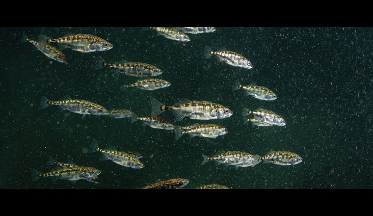 Wie der Stichling den Lebensraum Bodensee
verändert hat. (© R. Hansen)