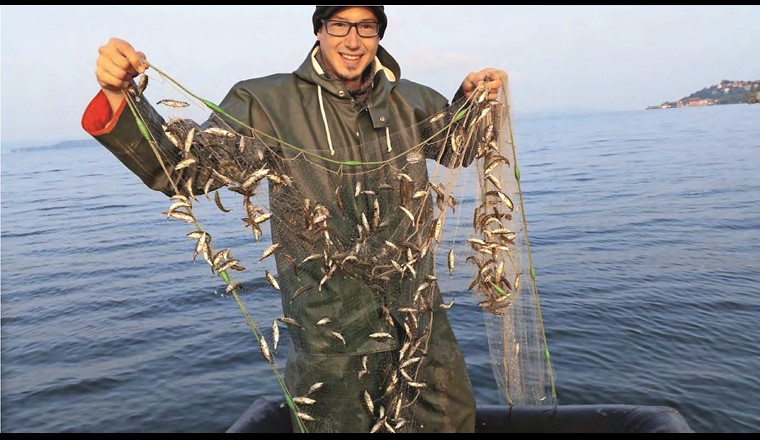 Fig. 1 Ergebnis des «Projet Lac» 2014: 96% aller gefangener Fische der Freiwasserzone im Bodensee-Obersee waren Stichlinge. 				           (Foto aus [1])