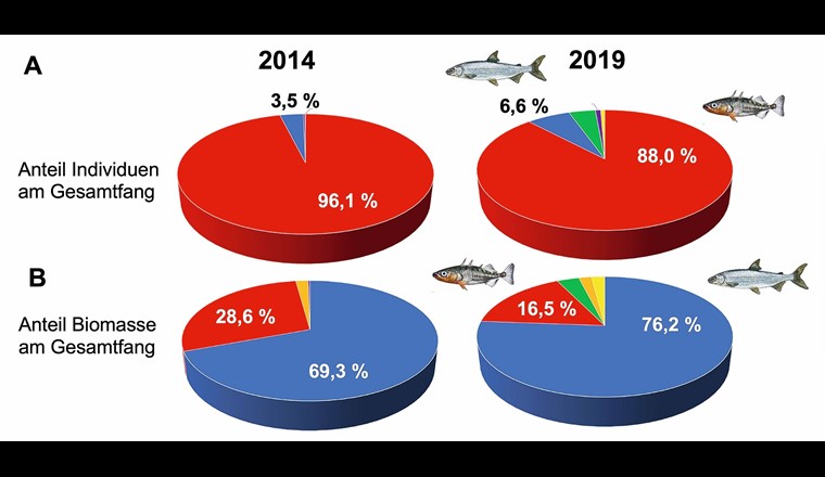 Fig. 2 Anteil der Anzahl (A) und der Biomasse (B) einzelner Fischarten am Gesamtfang der im Rahmen wissenschaftlicher Befischungen im Freiwasser des Bodensee-Obersees gefangenen Fische in den Jahren 2014 [1] und 2019 [3] . Stichlinge sind in roter, Felchen in blauer Farbe dargestellt.