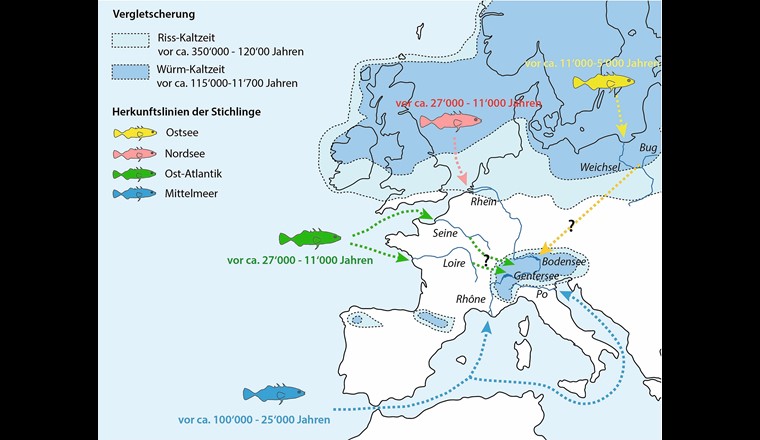 Fig. 3 Herleitung der möglichen Besiedlungsgeschichte und der verschiedenen Herkunftslinien europäischer Stichlinge sowie Unterschiede in der zeitlichen Abfolge in der Kolonisierung von Binnengewässern. 				                 (nach [9], verändert)