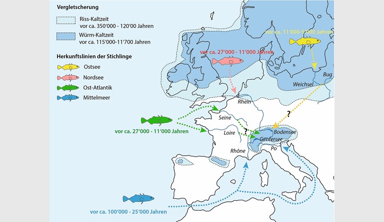 Fig. 3 Herleitung der möglichen Besiedlungsgeschichte und der verschiedenen Herkunftslinien europäischer Stichlinge sowie Unterschiede in der zeitlichen Abfolge in der Kolonisierung von Binnengewässern. 				                 (nach [9], verändert)