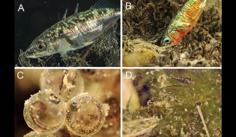 Fig. 4 Die invasiven Stichlinge des Bodensees leben hauptsächlich im Freiwasser, kehren aber zur Reproduktion und Brutpflege in die Flachwasserbereiche zurück. A) reifes Stichlingsweibchen mit Eiern; B) bunt gefärbtes Stichlingsmännchen am Nest bei der Brutpflege; C) Stichlingseier kurz vor dem Schlupf; D) frisch geschlüpfte Stichlingslarven. (© R. Hansen)