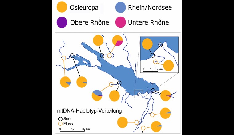 Fig. 5 Die mitochondriale DNA der Stichlinge aus dem Bodensee und den umgebenden Gewässern zeigt, dass in den Teilpopulationen verschiedene Abstammungslinien vertreten sind. Während die Seepopulation aus Haplotypen mit Herkunft aus osteuropäischen Ostsee-Zuflüssen besteht, kommen im Einzugsgebiet noch andere Abstammungslinien hinzu. (aus [16], verändert)