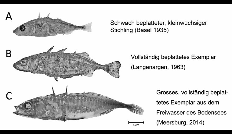 Fig. 6 Phänotypen des Dreistachligen Stichlings (konservierte Exemplare). (aus [10], verändert)