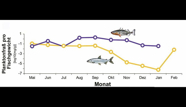 Fig. 7 Saisonaler Zooplanktonfrass pro Gramm Fischgewicht bei Stichlingen (violett) und Felchen (gelb). (nach Daten aus [22], vereinfacht)