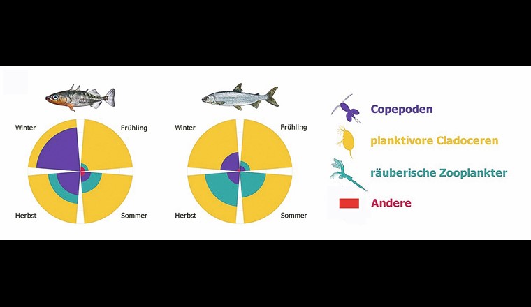 Fig. 8 Saisonaler Beitrag der Zooplanktonarten zur Ernährung von Stichlingen und Felchen. (nach Daten aus [22], vereinfacht)