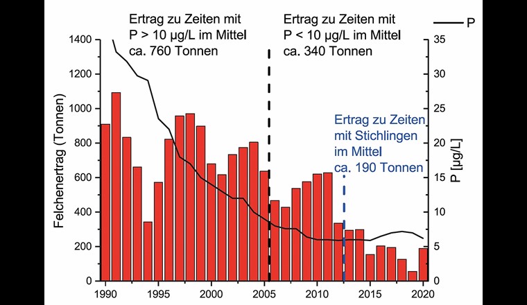 Fig. 9 Felchenertrag und Phosphor-Gehalt (P, hier dargestellt als TPmix im Bodensee-Obersee von 1990 bis 2020). Nach dem Auftreten der invasiven Stichlinge im Freiwasser wurde ein mittlerer Ertrag von nur noch ca. 190 Tonnen (2013–2020) festgestellt [25].