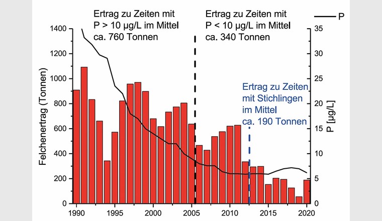 Fig. 9 Felchenertrag und Phosphor-Gehalt (P, hier dargestellt als TPmix im Bodensee-Obersee von 1990 bis 2020). Nach dem Auftreten der invasiven Stichlinge im Freiwasser wurde ein mittlerer Ertrag von nur noch ca. 190 Tonnen (2013–2020) festgestellt [25].