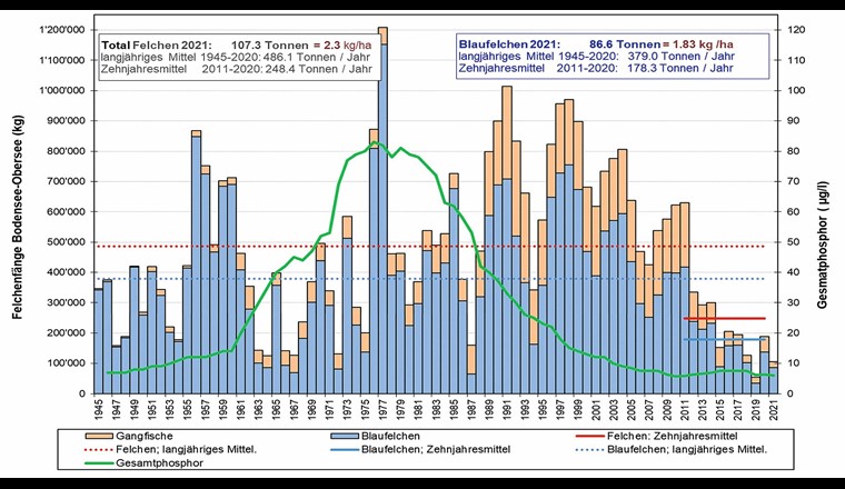 Fig. 1 Fangergebnisse der Felchenfischerei am Bodensee-Obersee (Zeitraum 1945–2021) sowie Verlauf der mittleren Gesamtphosphor-Konzentration im Wasser (als Mass für die Nährstoffbelastung).  (Quelle: Kugler (2022): Blaufelchenbericht der IBKF 2022 [1])