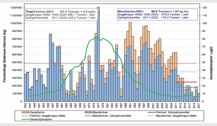 Fig. 1 Fangergebnisse der Felchenfischerei am Bodensee-Obersee (Zeitraum 1945–2021) sowie Verlauf der mittleren Gesamtphosphor-Konzentration im Wasser (als Mass für die Nährstoffbelastung).  (Quelle: Kugler (2022): Blaufelchenbericht der IBKF 2022 [1])