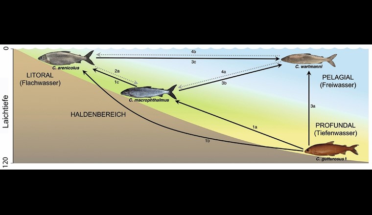 Fig. 3 Schema der genetischen Vermischung zwischen den vier Felchenarten des Bodensees. Das Ausmass, in dem der Lebensraum und das Laich-Habitat von der Eutrophierung und dem Sauerstoffschwund in der Tiefe betroffen war, ist durch unterschiedliche Wasserfarben angedeutet, von gelb (stark) zu
blau (schwach). Teile des Genoms des auf dem Seegrund lebenden und ausgestorbenen Kilchs
(C. gutturosus) finden sich heute signifikant in allen drei rezenten Felchenarten (schwarze Pfeile). Ebenso signifikant flossen genetische Merkmale des Gangfischs (C. macrophthalmus) in die Genome von Blaufelchen (C. wartmanni) und Sandfelchen (C. arenicolus) sowie genetische Merkmale des Sandfelchens in das Genom des Blaufelchens ein. Auf der anderen Seite wurde weder Genfluss vom Blaufelchen in die anderen Arten festgestellt, noch solcher vom Sandfelchen in den Gangfisch (graue, gestrichelte Pfeile). (Quelle: Figur erstmalig publiziert in [15] von Springer Nature)