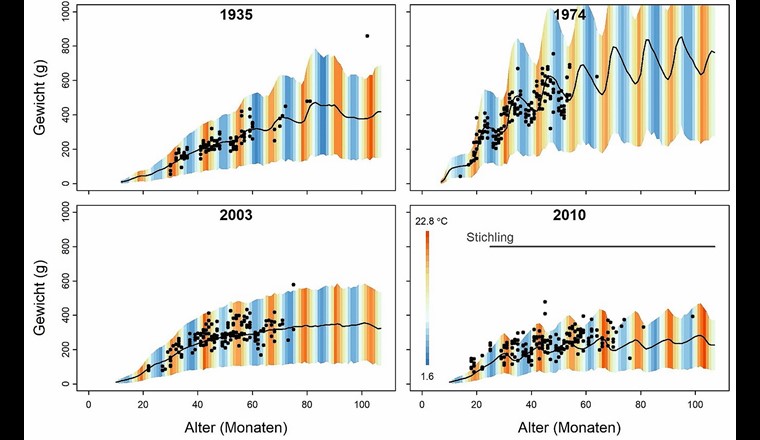 Fig. 4 Gewichtskurven für Felchen-Kohorten der Jahre 1935 (oligotroph), 1974 (eutroph), 2003 (re-oligotroph) und 2010 (re-oligotroph mit Stichlingseinfluss). Die Punkte stellen reale Daten dar und die schwarze Linie zeigt das mittlere, vom Modell vorhergesagte Gewicht im Jahresverlauf. Der schattierte Bereich zeigt den 95% Konfidenzintervall, die Verlaufsfarben die vorhergesagte monatliche Durchschnitts-
temperatur in 5 m Tiefe. Die horizontale Linie im unteren rechten Feld zeigt den Beginn des starken Stichlingsaufkommens im Freiwasser (Herbst 2012). (Grafik: [24])