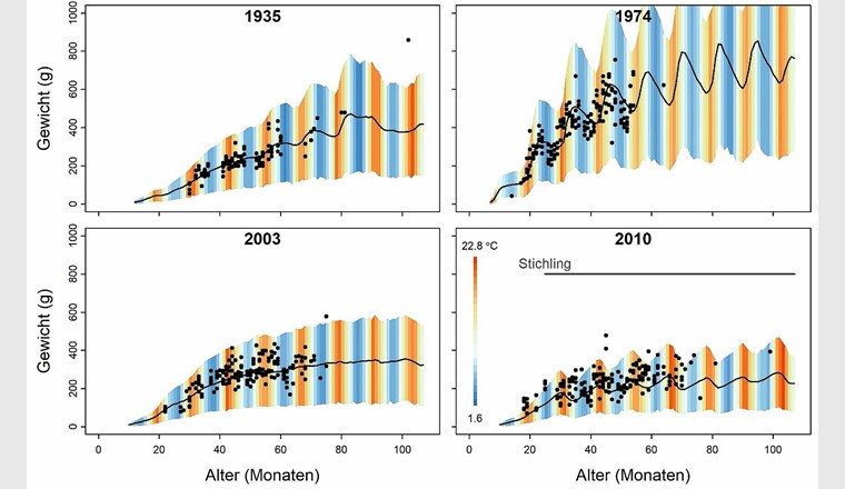 Fig. 4 Gewichtskurven für Felchen-Kohorten der Jahre 1935 (oligotroph), 1974 (eutroph), 2003 (re-oligotroph) und 2010 (re-oligotroph mit Stichlingseinfluss). Die Punkte stellen reale Daten dar und die schwarze Linie zeigt das mittlere, vom Modell vorhergesagte Gewicht im Jahresverlauf. Der schattierte Bereich zeigt den 95% Konfidenzintervall, die Verlaufsfarben die vorhergesagte monatliche Durchschnitts-
temperatur in 5 m Tiefe. Die horizontale Linie im unteren rechten Feld zeigt den Beginn des starken Stichlingsaufkommens im Freiwasser (Herbst 2012). (Grafik: [24])