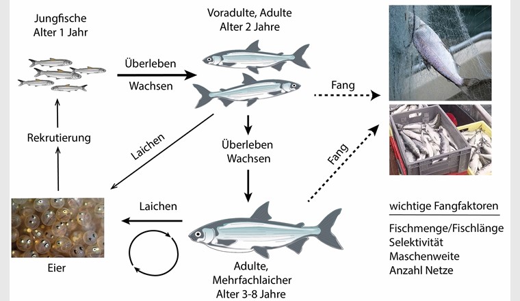 Fig. 5 Lebenszyklusdiagramm der Bodenseefelchen, einschliesslich der für die Fischerei wichtigen Faktoren (gestrichelte Pfeile). Die Pfeildicke für das Laichen steht für die relativ höhere Laichleistung älterer, grösserer Individuen. 					             (Quelle: [25], verändert)