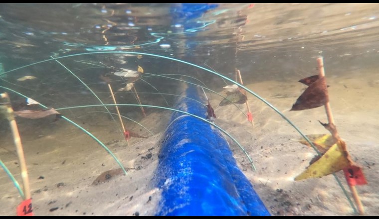 Der Fliesspfad im Sediment der Erpe zur regelmässigen Beprobung der organischen Spurenstoffe und Wasserwerte. (Bild: ©Christoph Reith)