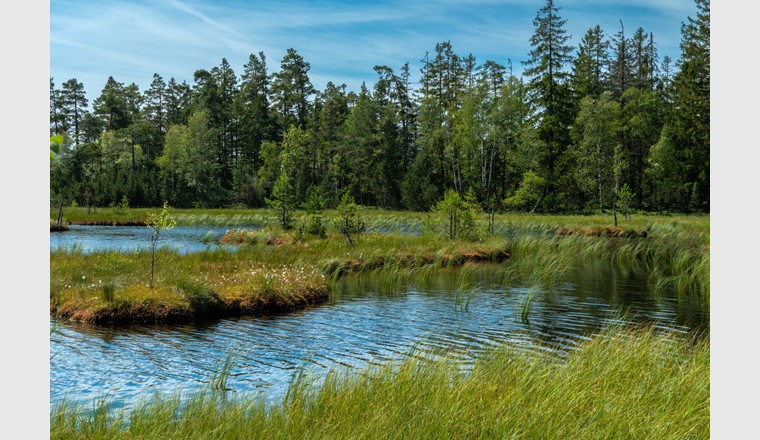 Vier von fünf Gewässern überschreiten Grenzwerte für Pflanzenschutzmittel – trotz Zulassungsprüfung und Umweltauflagen. (Bild: ©adobestock)