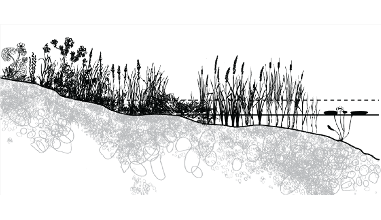 Fig. 7 Abgeflachte Ufer begünstigen eine typische Ufervegetation (Schilfgras, Binsen, Rohrkolben, Seggen, Schwertlilien usw.).