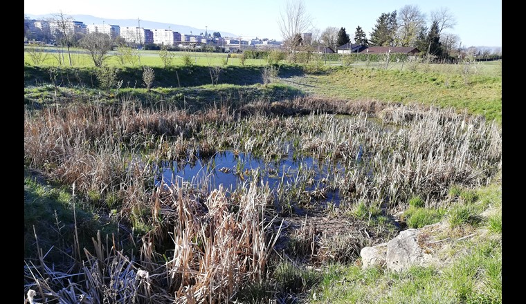 Fig. 3. Die ausgedehnte Sumpfvegetation (hier Rohrkolben, Typha latifolia) verleiht dem Maille-Teich (Meyrin, GE; 170 m2) ein hohes Potenzial zur Phytoreinigung.