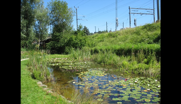 Fig. 4. Der Teich im Jardin du Cœur ist ein kleiner Biodiversitäts-Hotspot im Zentrum der Stadt Yverdon. Fauna und Flora entwickeln sich in dem 50 m2 grossen Gewässer besonders gut. Vegetation, Libellen und andere Wirbellose sind zahl- und artenreich vorhanden. (Foto © L. Pointet)