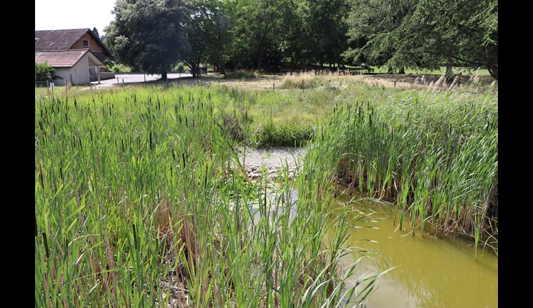 Fig. 8 In diesem Teich (Teich Franchises, GE) tragen die Sumpfpflanzen zur Wasserreinigung (Phytoreinigung) bei und sorgen für ein natürliches «Grün», das die Bevölkerung schätzt. Zudem bieten sie zahlreiche Lebensräume für die Biodiversität.