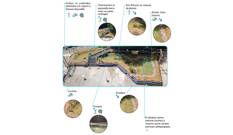 Fig. 9 L’Etang André Venturi (HEPIA, GE) en avril 2022, 5 mois après sa création, avec l’illustration d’une sélection des mesures mises en place. Les numéros des mesures se réfèrent au tableau 1.