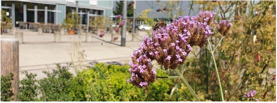 Im Zentrum der Fachtagung Pflanzensysteme 2023 standen Massnahmen der Schwammstadt zur Hitzeminderung in den Städten. Das Bild zeigt den Turbinenplatz in Zürich. Mittels speziellen Substrataufbau und einer umfassenden Pflanzenkenntnis konnten die wechselfeuchten Bepflanzungen dauerhaft und ästhetisch hochwertig begrünt werden. ©ZHAW