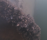 In der Schweiz konzentrieren sich Massnahmen gegen die Muscheln auf kantonaler oder nationaler Ebene aktuell auf den Schutz noch nicht befallener Seen. In der Schweiz konzentrieren sich Massnahmen gegen die Muscheln auf kantonaler oder nationaler Ebene aktuell auf den Schutz noch nicht befallener Seen.