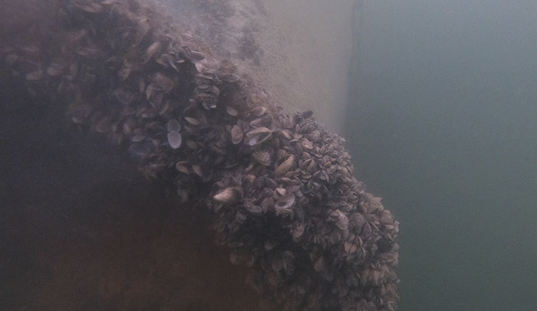 In der Schweiz konzentrieren sich Massnahmen gegen die Muscheln auf kantonaler oder nationaler Ebene aktuell auf den Schutz noch nicht befallener Seen.