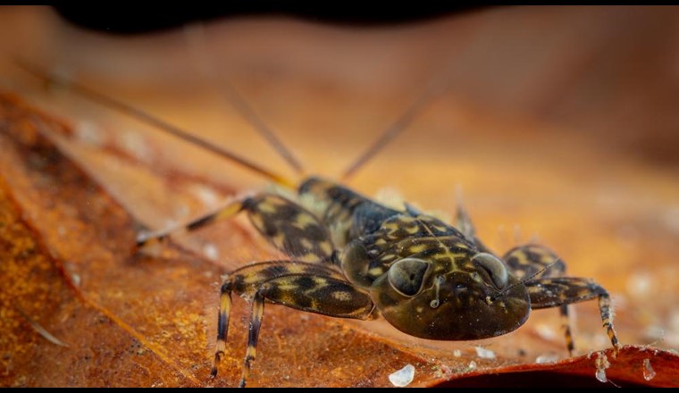 In die Studie wurden unter anderem auch die Daten zu Eintagsfliegenlarven einbezogen. (Bild:© Dr. Julian Taffner (TERRAALIENS))