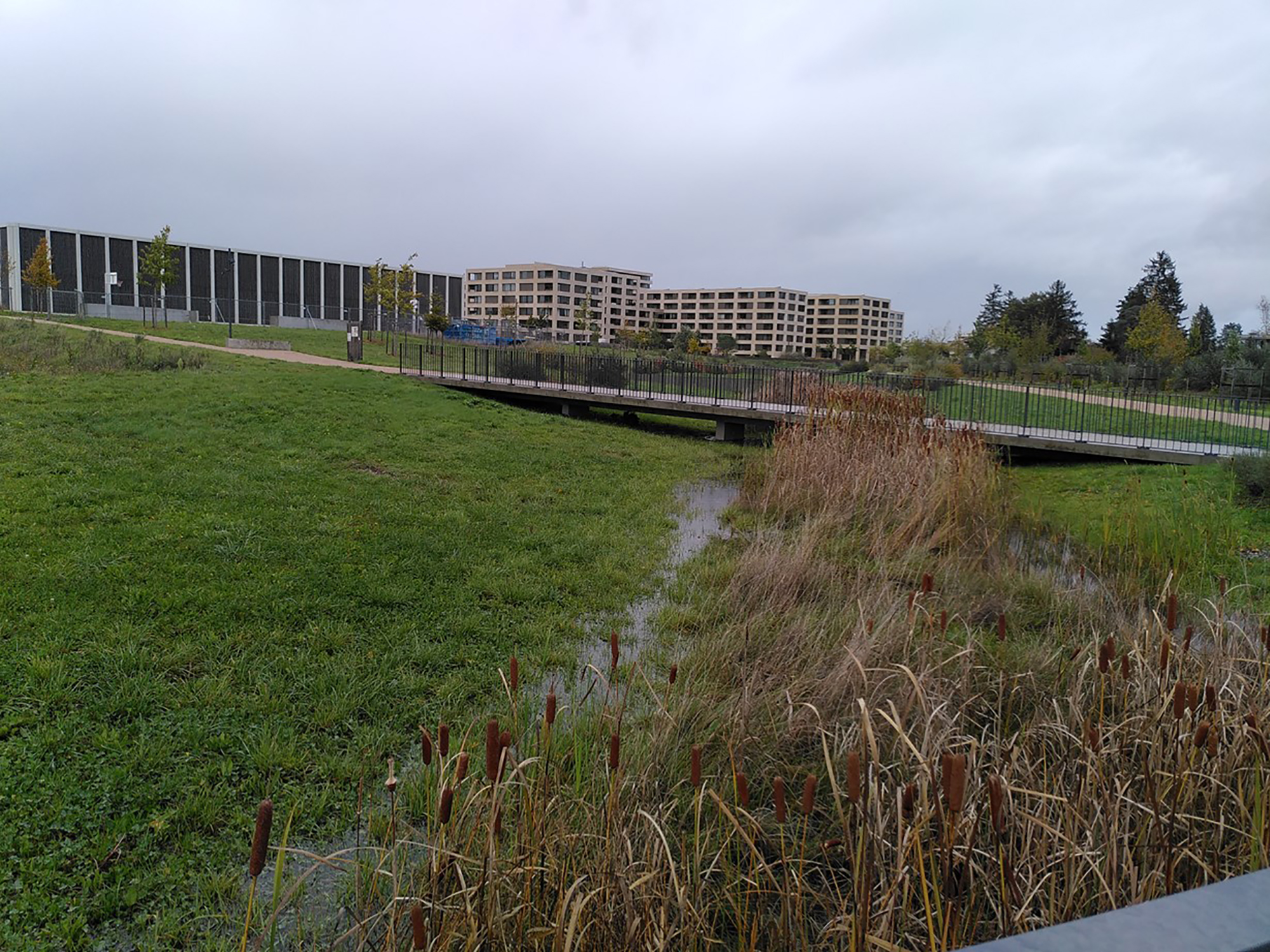 Bepflanzte Versickerungsmulde in Belle-Terre, Thônex (GE). Foto: Théodora Cohen Liechti