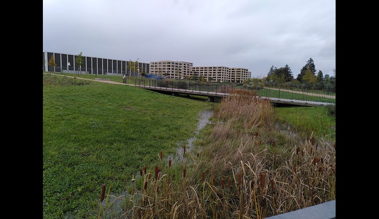 Noue paysagère du quartier de Belle-Terre, Thônex (GE). Foto : Théodora Cohen Liechti