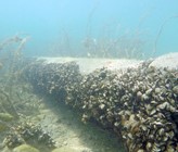 Quaggamuscheln im Genfersee: Die Biomasse pro Quadratmeter dürfte in den nächsten 22 Jahren noch um den Faktor 9 bis 20 anwachsen (Bild: ©Eawag, Linda Haltiner). Quaggamuscheln im Genfersee: Die Biomasse pro Quadratmeter dürfte in den nächsten 22 Jahren noch um den Faktor 9 bis 20 anwachsen (Bild: ©Eawag, Linda Haltiner).