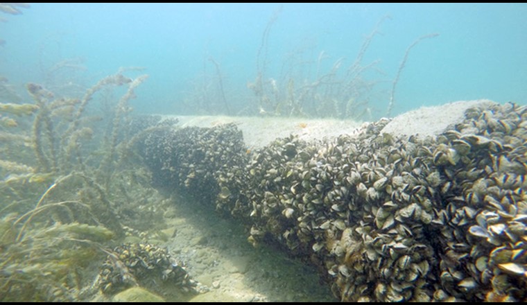 Cozze Quagga nel lago di Ginevra: la biomassa per metro quadro aumenterà probabilmente di un fattore compreso tra 9 e 20 nei prossimi 22 anni (Immagine: ©Eawag, Linda Haltiner).