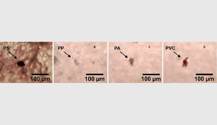 Fig. 4 Images par microscopie optique de microplastiques en polystyrène (PS) et polypropylène (PP) retrouvés dans l’eau brute (A et B) et de polyamide (PA) et polychlorure de vinyle (PVC) retrouvés dans l’eau traitée (C et D).