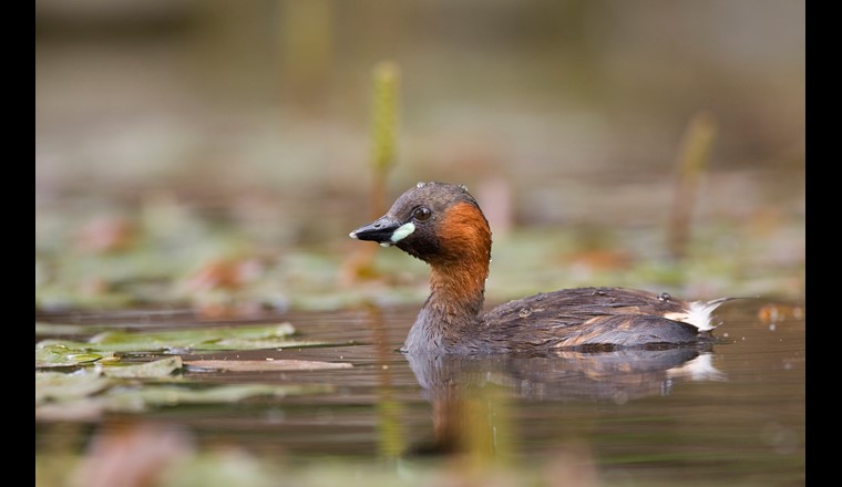 Der kleinste unserer Lappentaucher ist ganzjährig bei uns anzutreffen. Im Winter ist er besonders gut zu beobachten. (Foto: Hans Glader)