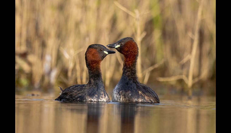 Das Balzverhalten ist spannend und auffällig. Verschiedene Tauch- und Imponiermanöver wechseln sich ab, immer begleitet von aufgeregtem Trillern. (Foto: Hans Glader)