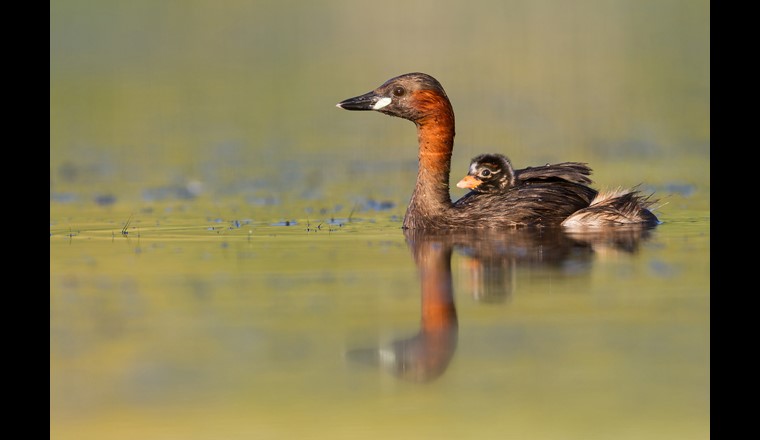 Junge Zwergtaucher können schnell schwimmen und tauchen, lassen sich aber anfangs auch gerne noch auf dem Rücken der Eltern durch ihre neue Welt tragen. (Foto: Ralph Martin)