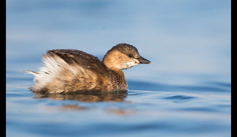 Ausserhalb der Brutzeit zeigt der Zwergtaucher eine Palette an warmen Brauntönen. (Foto: Ralph Martin)