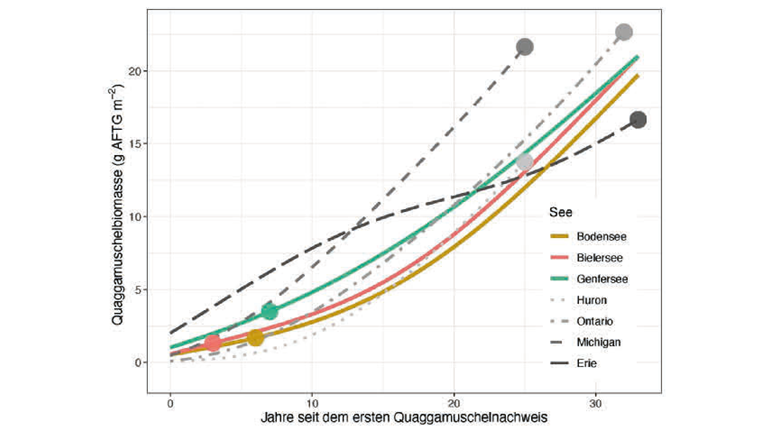 Berechnete Biomasse der Quaggamuscheln pro Quadratmeter über einen Zeitraum von 33 Jahren
seit dem ersten Nachweis. Die Punkte repräsentieren den Zustand im Jahr 2022.
(Grafik: Kraemer et al., doi.org/10.1088/1748-9326/ad059f, überarbeitet)
