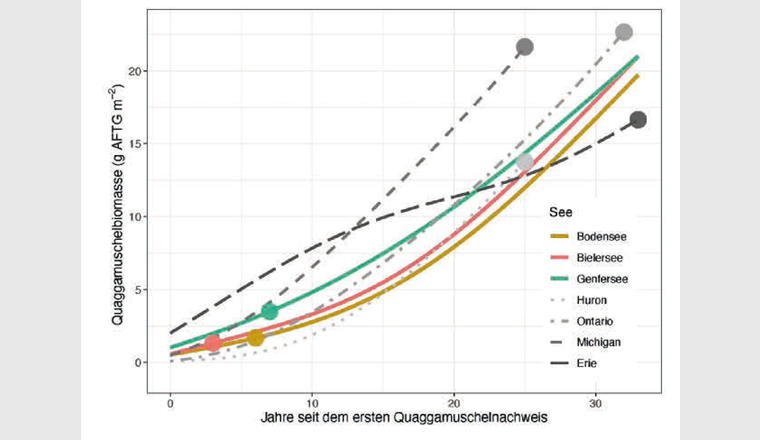 Berechnete Biomasse der Quaggamuscheln pro Quadratmeter über einen Zeitraum von 33 Jahren
seit dem ersten Nachweis. Die Punkte repräsentieren den Zustand im Jahr 2022.
(Grafik: Kraemer et al., doi.org/10.1088/1748-9326/ad059f, überarbeitet)