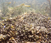 Die Quaggamuschel hat sich in nur wenigen Jahren massiv im Bieler-, Genfer- und Bodensee ausgebreitet. (Bild: ©Linda Haltiner / Eawag) Die Quaggamuschel hat sich in nur wenigen Jahren massiv im Bieler-, Genfer- und Bodensee ausgebreitet. (Bild: ©Linda Haltiner / Eawag)